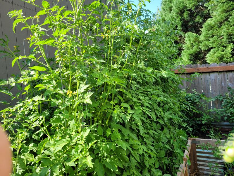 How excess nitrogen can delay tomatoes