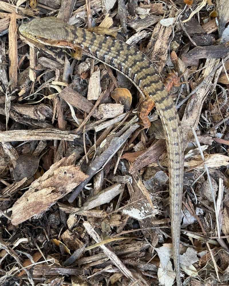 How ground cover may support a secretive hunter
