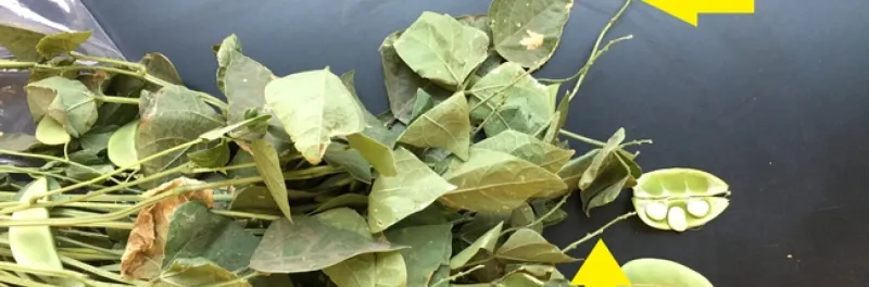 How heat disrupts flowering and pod development How heat disrupts flowering and pod development