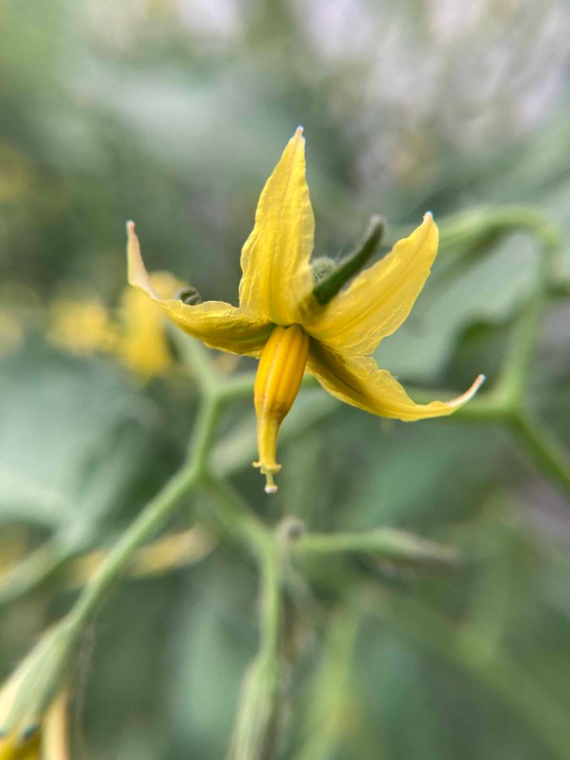 How heat interrupts tomato pollination How heat interrupts tomato pollination