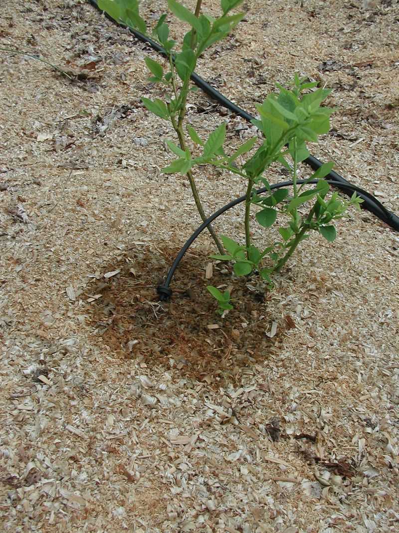 How much water should a North Carolina bush receive?