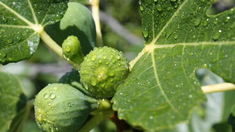 How much water should a fig tree receive in August?