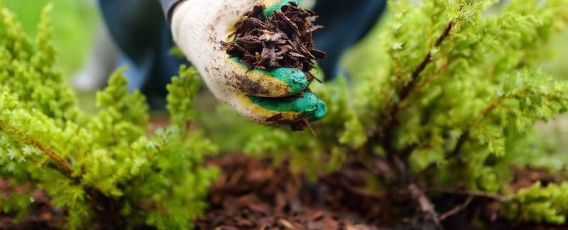 How mulch supports gardenia roots in hot weather