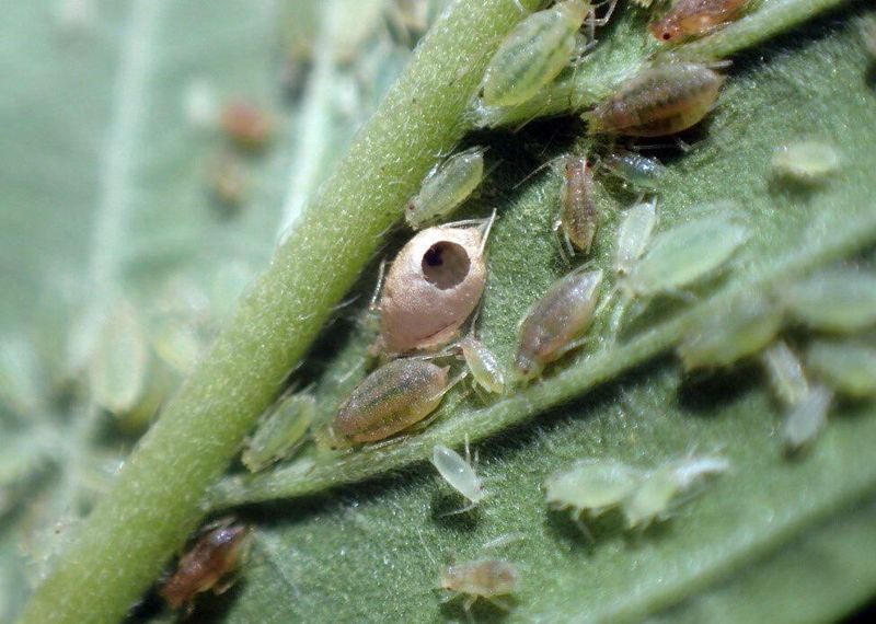 How resident spiders may encounter aphids