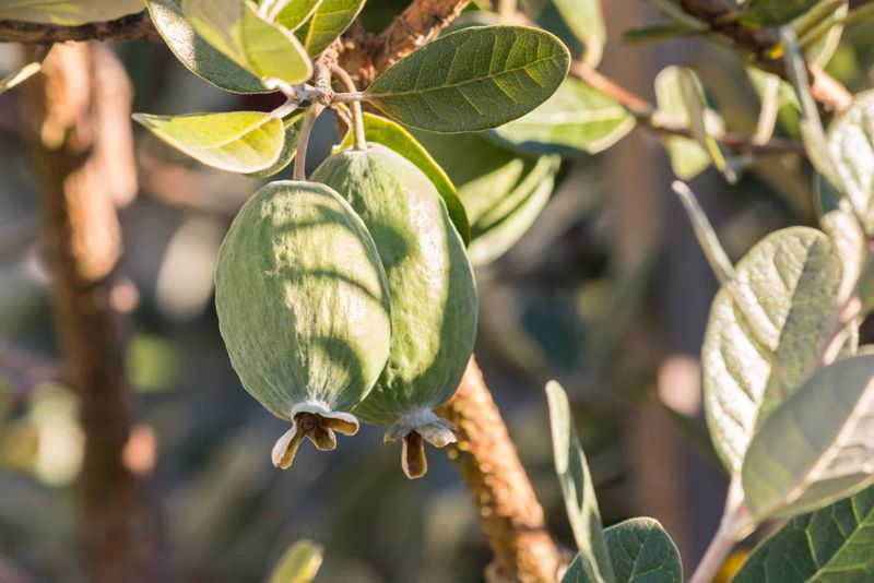 How the fruit ripens and reaches the kitchen