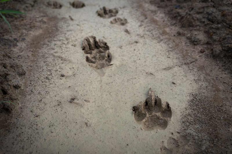 How to Tell Whether a Fox Regularly Uses the Property