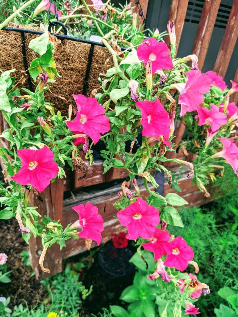 How to cut a tired hanging basket without overdoing it How to cut a tired hanging basket without overdoing it