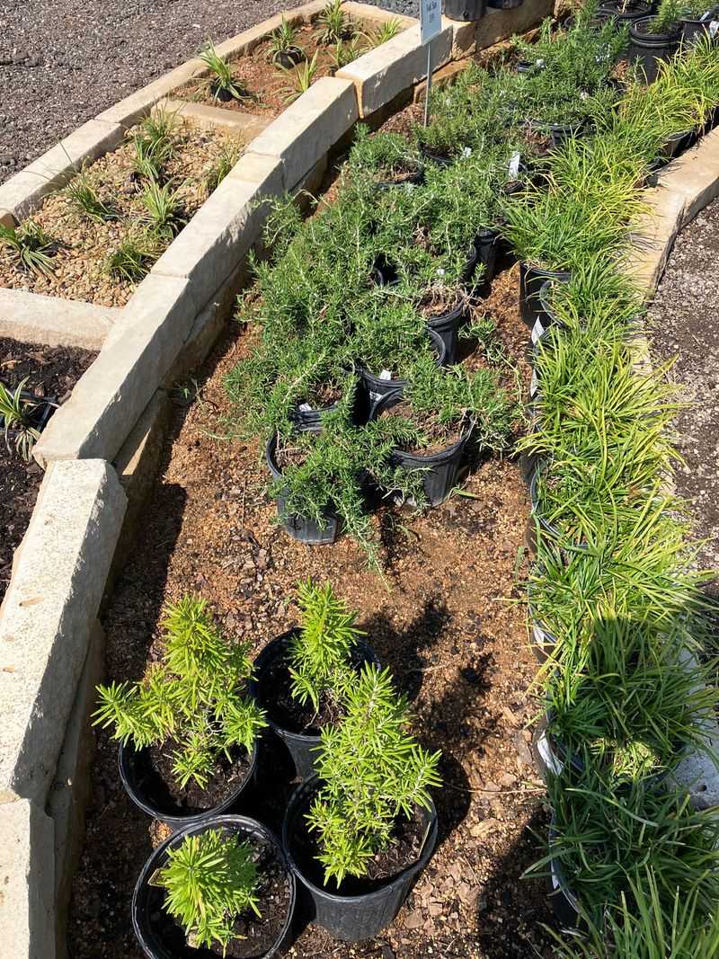 How to grow rosemary successfully in Texas How to grow rosemary successfully in Texas