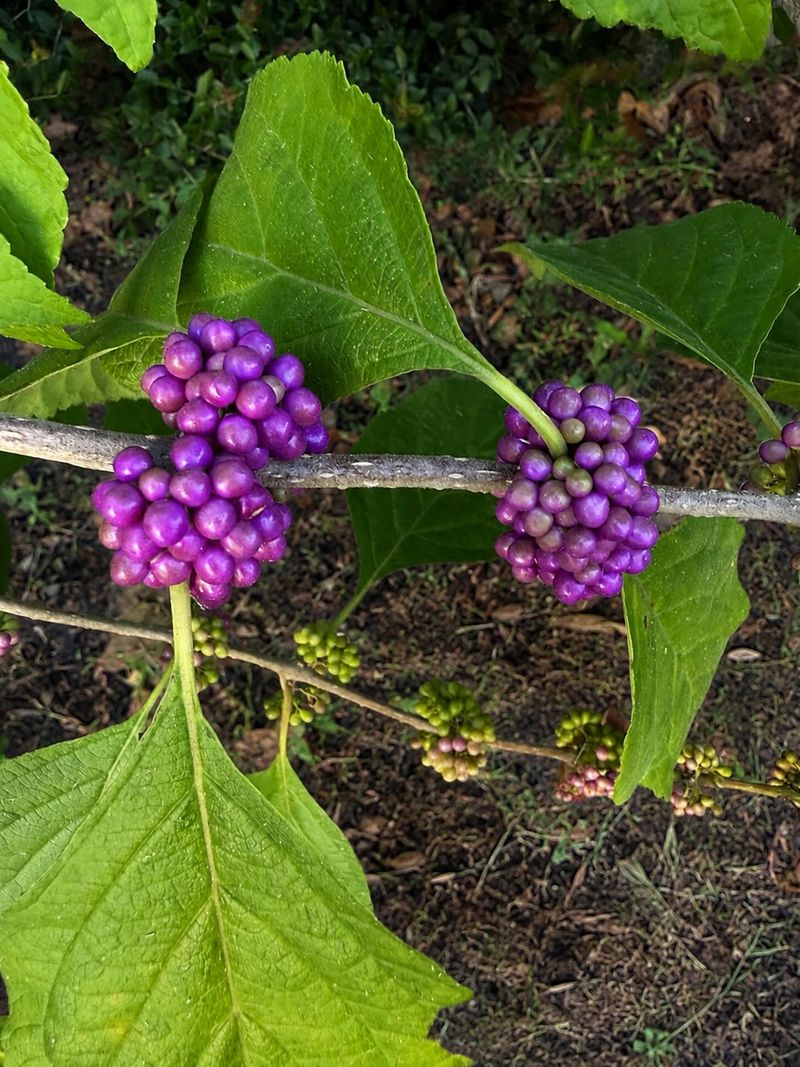 How to identify American beautyberry before you buy How to identify American beautyberry before you buy