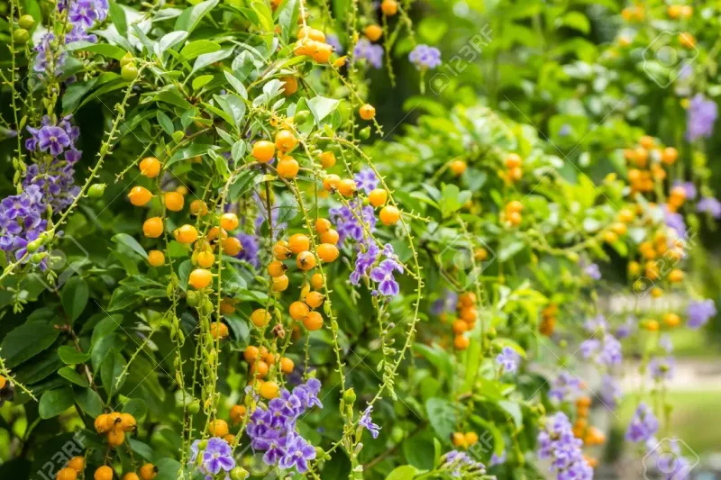 How to identify golden dewdrop in a Florida landscape