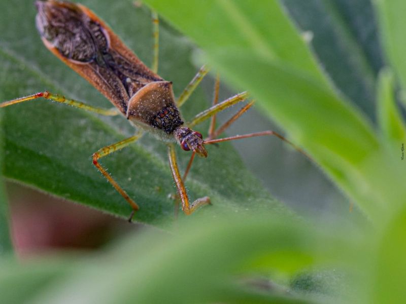 How to recognize Zelus renardii before deciding what to do