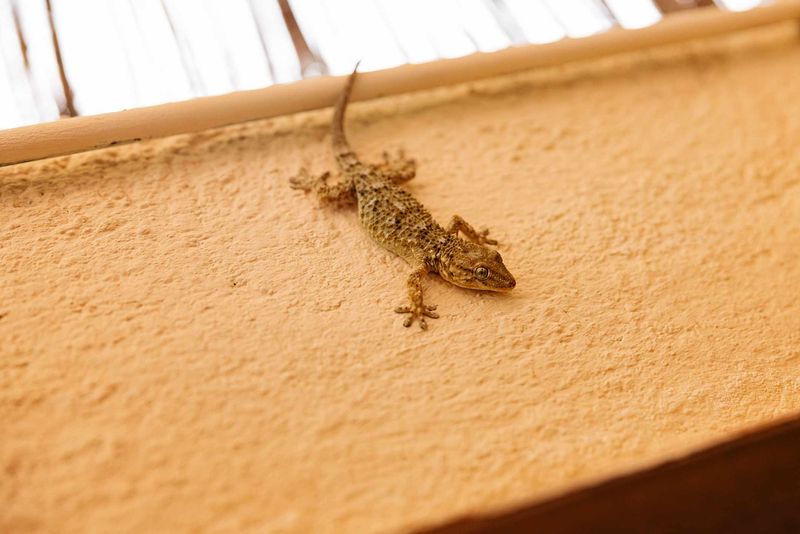 How to reduce porch activity and keep geckos outside