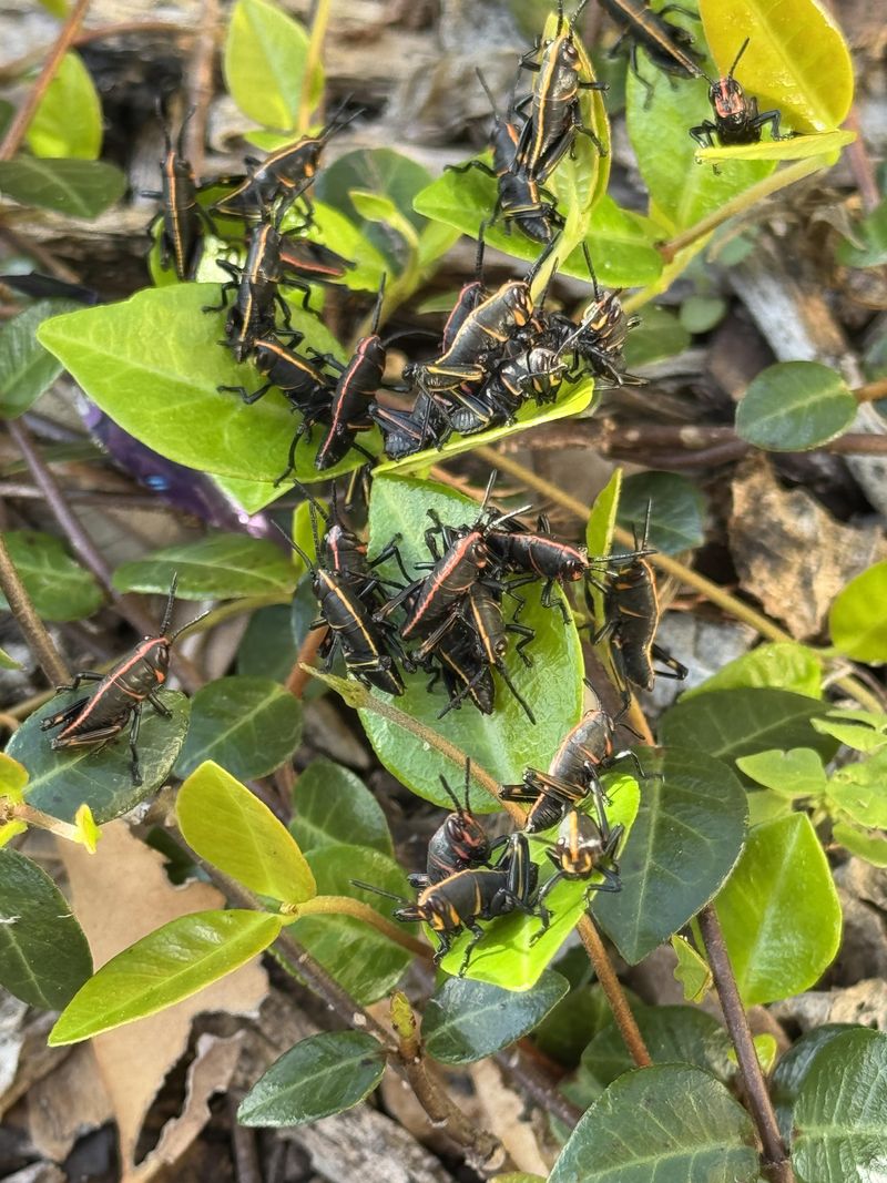 How to remove adult lubbers from plants now