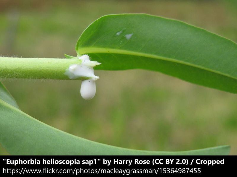 How to respond to sap, thorn, or eye exposure