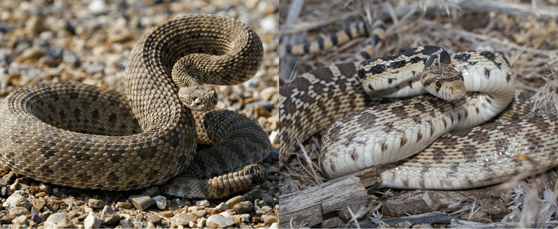How to respond when a snake resembles a rattlesnake How to respond when a snake resembles a rattlesnake