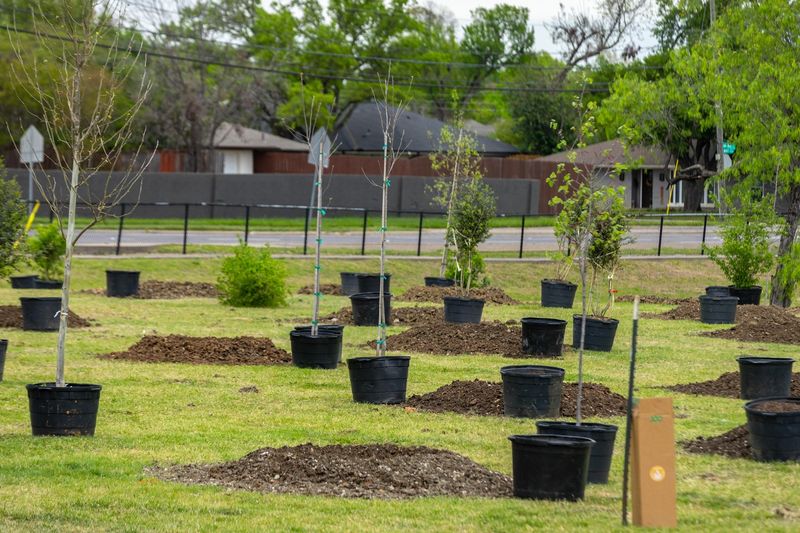How tree shade cools a Texas yard How tree shade cools a Texas yard