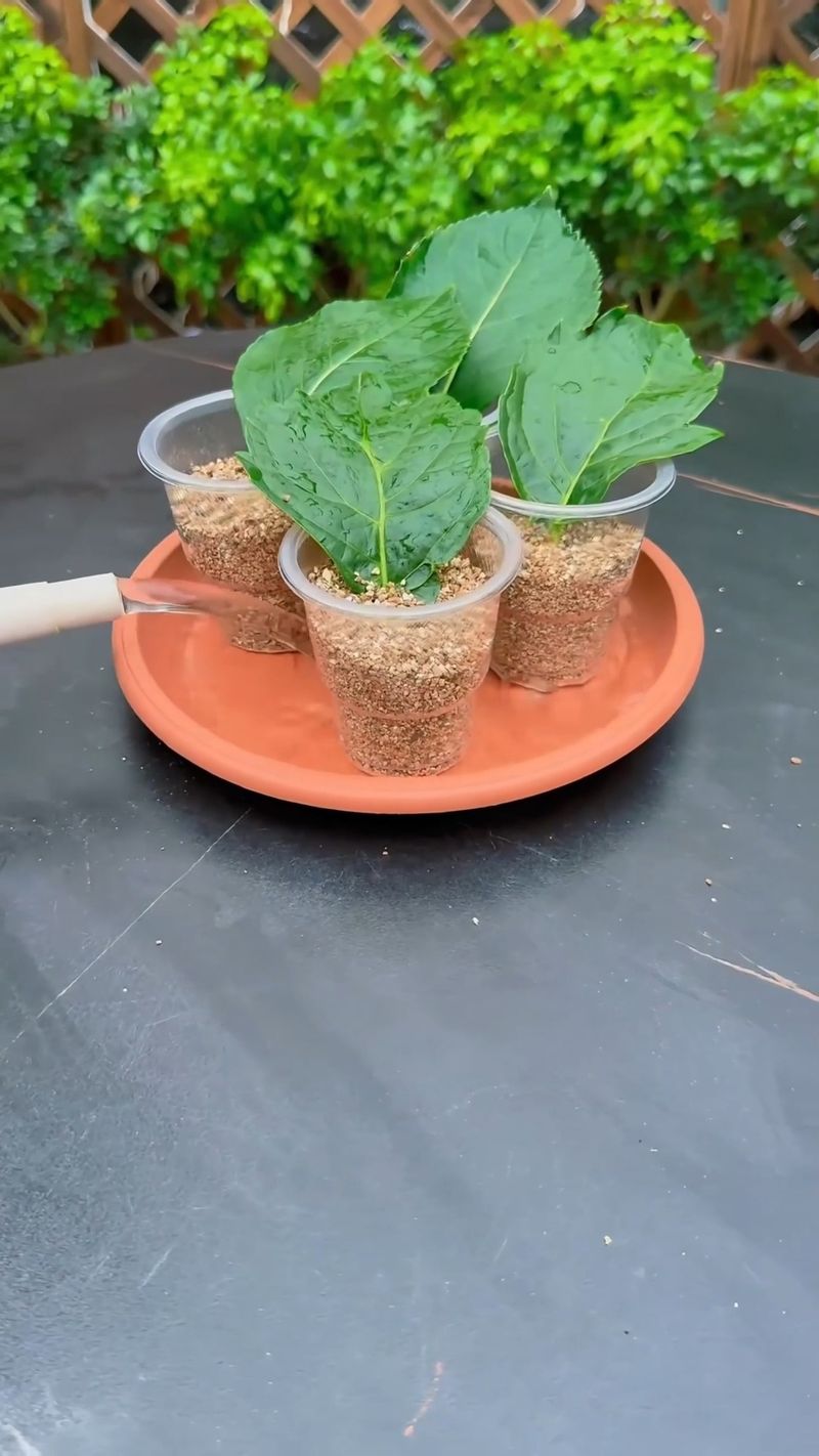 Humidity and indirect light keep cuttings alive