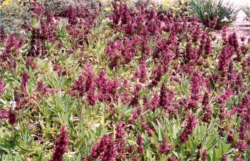 Hummingbird Sage (Salvia spathacea)