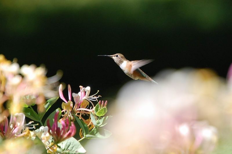 Hummingbirds get seasonal support, not a summer guarantee