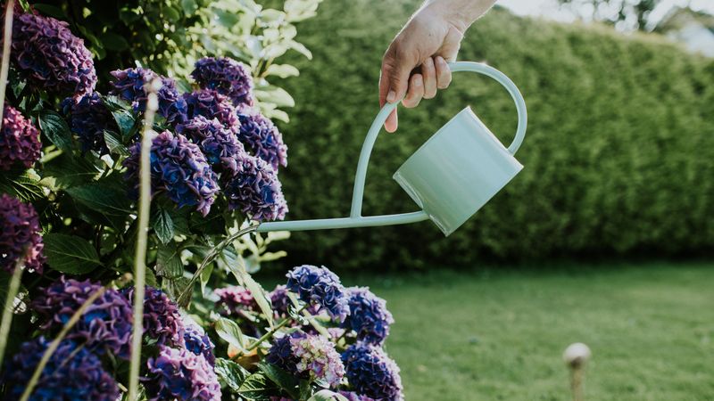 Hydrate the plant and apply products carefully