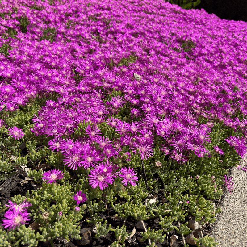 Ice Plant (Delosperma)