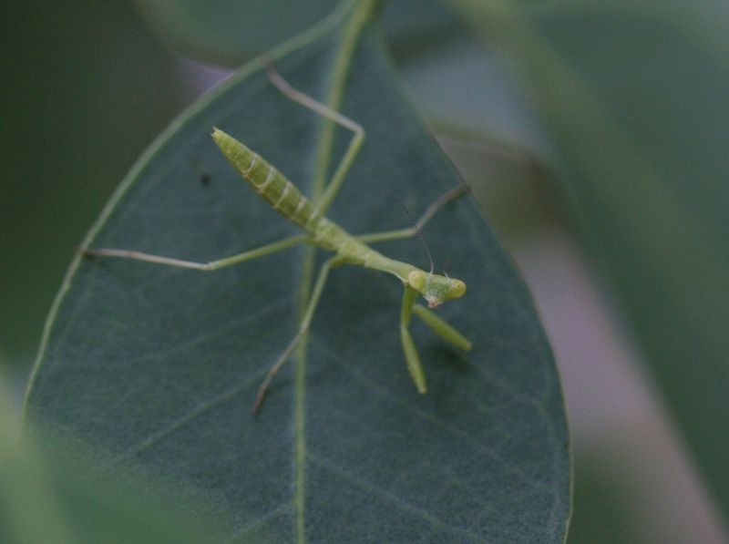 Identify California mantises without guessing
