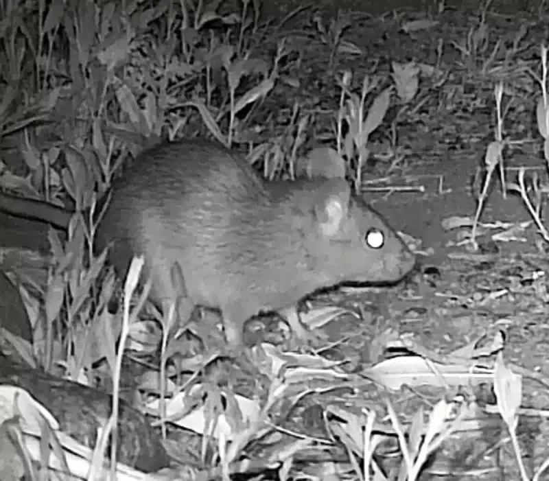 Identify How Rats Are Using the Yard