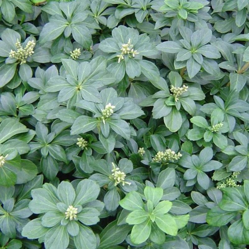 Identify Japanese pachysandra before choosing a replacement