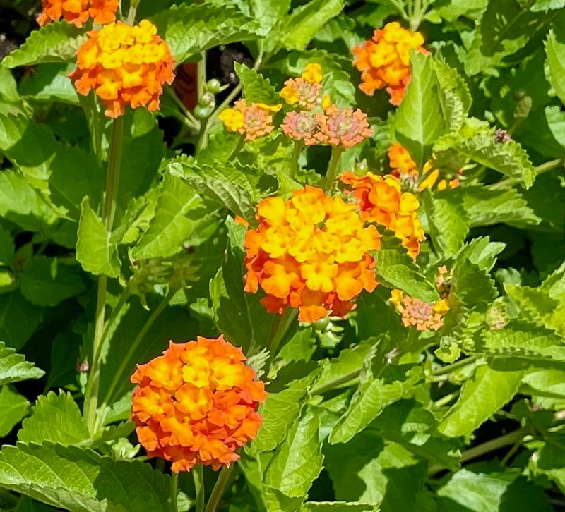 Identify Texas lantana before you prune