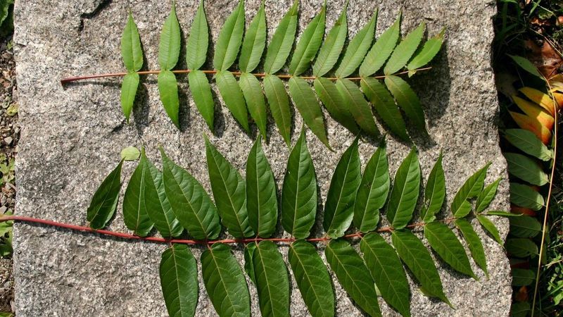 Identify Tree-of-Heaven Before You Remove It