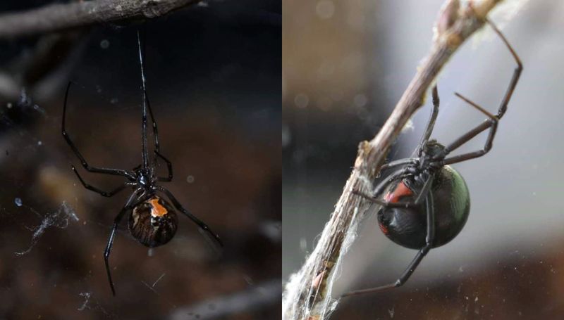 Identify Widow Spiders Without Handling Them