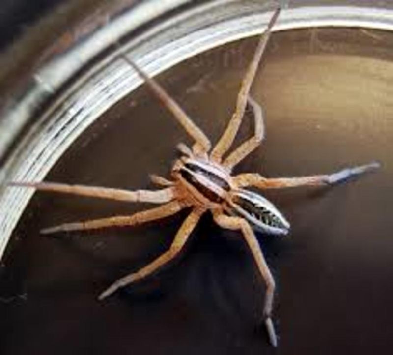 Identify a large spider before assuming it is harmless or dangerous