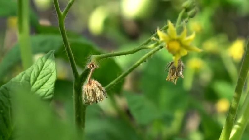 Identify blossom drop before treating the plant Identify blossom drop before treating the plant