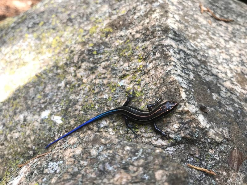 Identify skinks carefully and leave them where they are