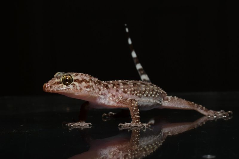 Identify the Central Texas Porch Gecko Before Judging Its Role