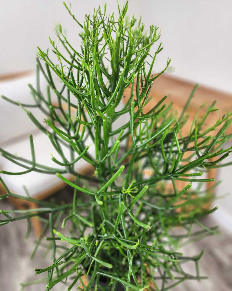 Identify the Florida plant behind the warning
