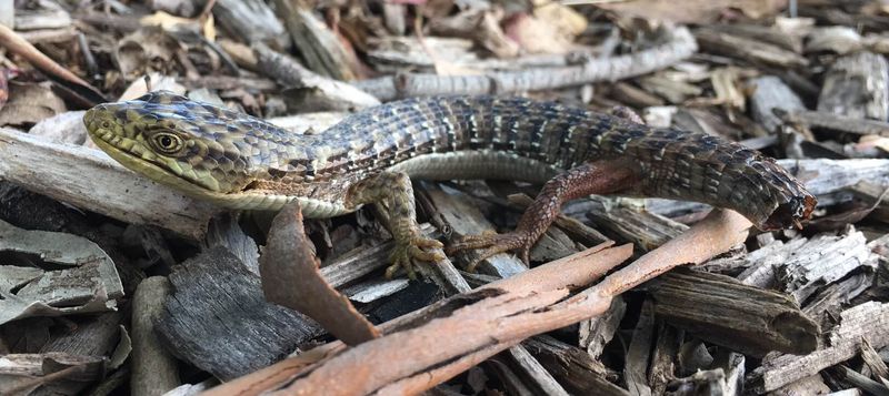Identify the Lizard Conservatively