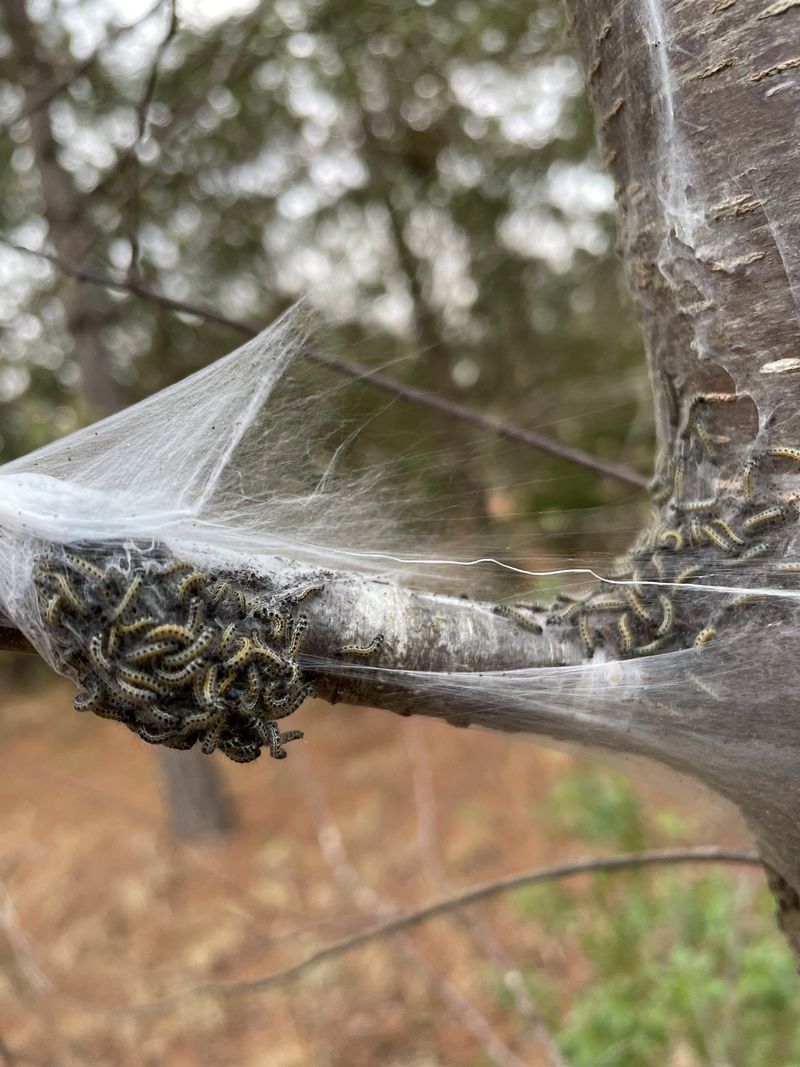 Identify the Loose Web at the Branch Tip