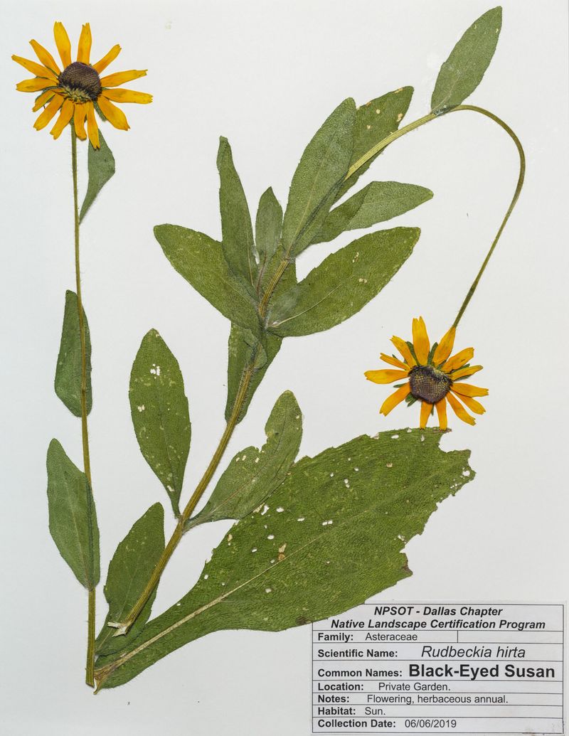 Identify the Rudbeckia before you save its seed Identify the Rudbeckia before you save its seed