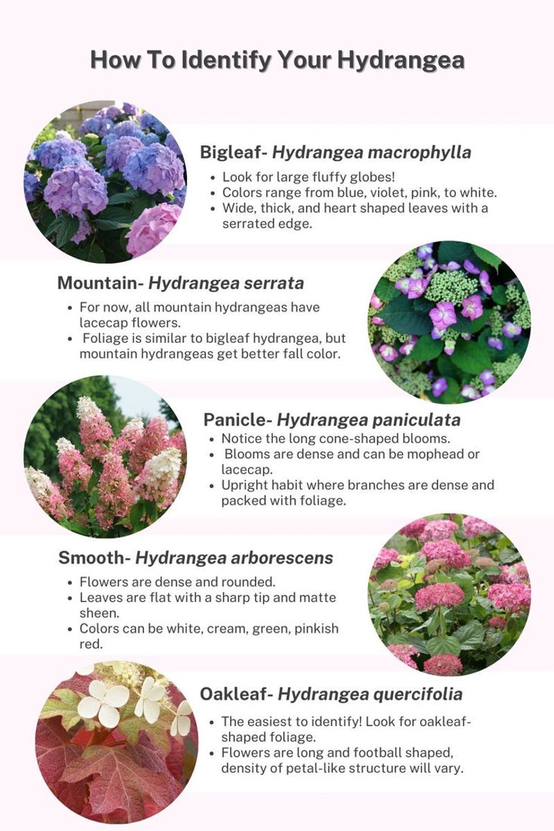 Identify the Species and Cultivar Before You Prune
