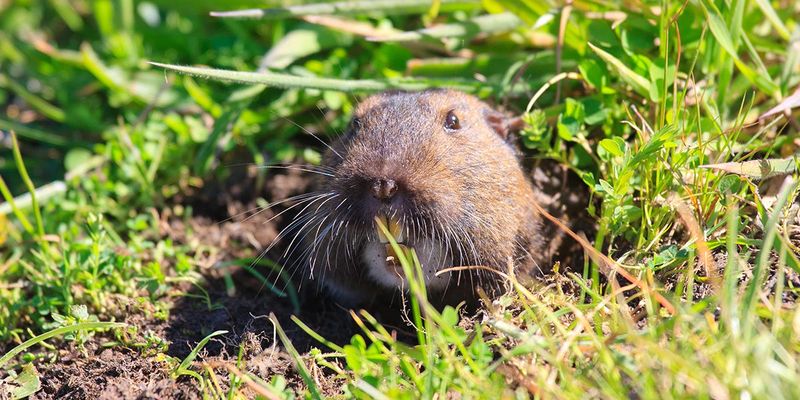 Identify the animal actually damaging the garden