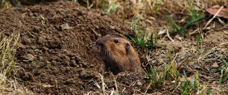 Identify the animal before deciding what to do