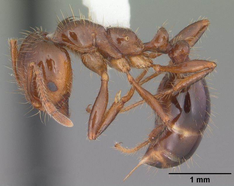 Identify the ant without provoking the mound Identify the ant without provoking the mound