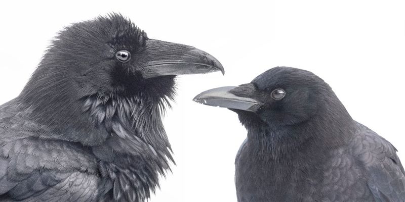 Identify the birds before interpreting the flock