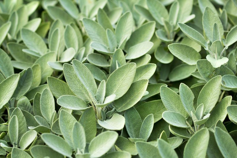 Identify the culinary plant before you cook