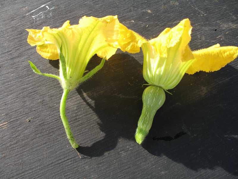 Identify the female flower before you blame pollinators Identify the female flower before you blame pollinators