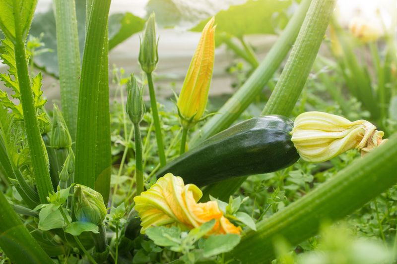 Identify the female flower that can become a squash Identify the female flower that can become a squash