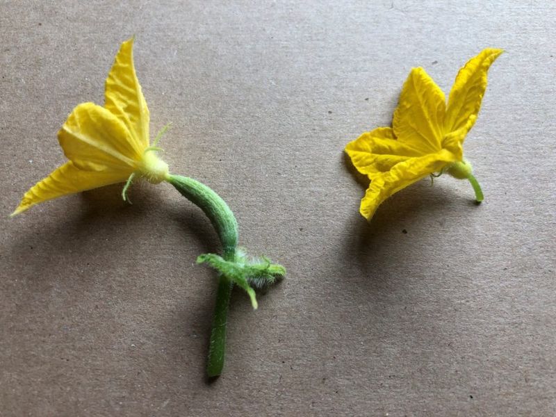 Identify the flowers before diagnosing failure
