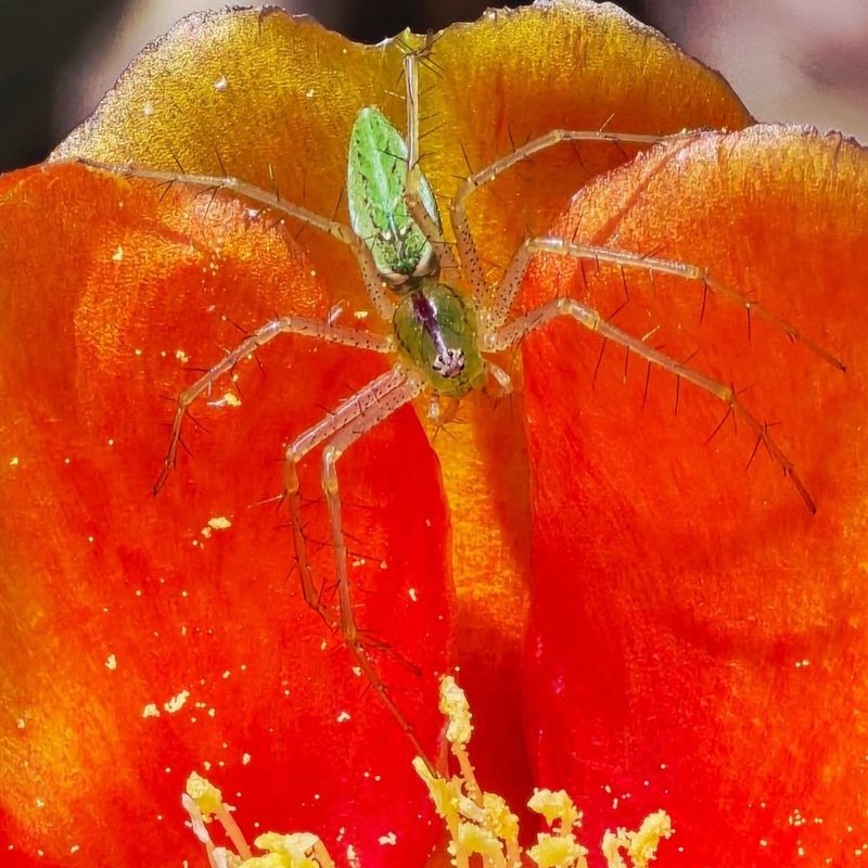 Identify the green lynx spider before you decide what it means