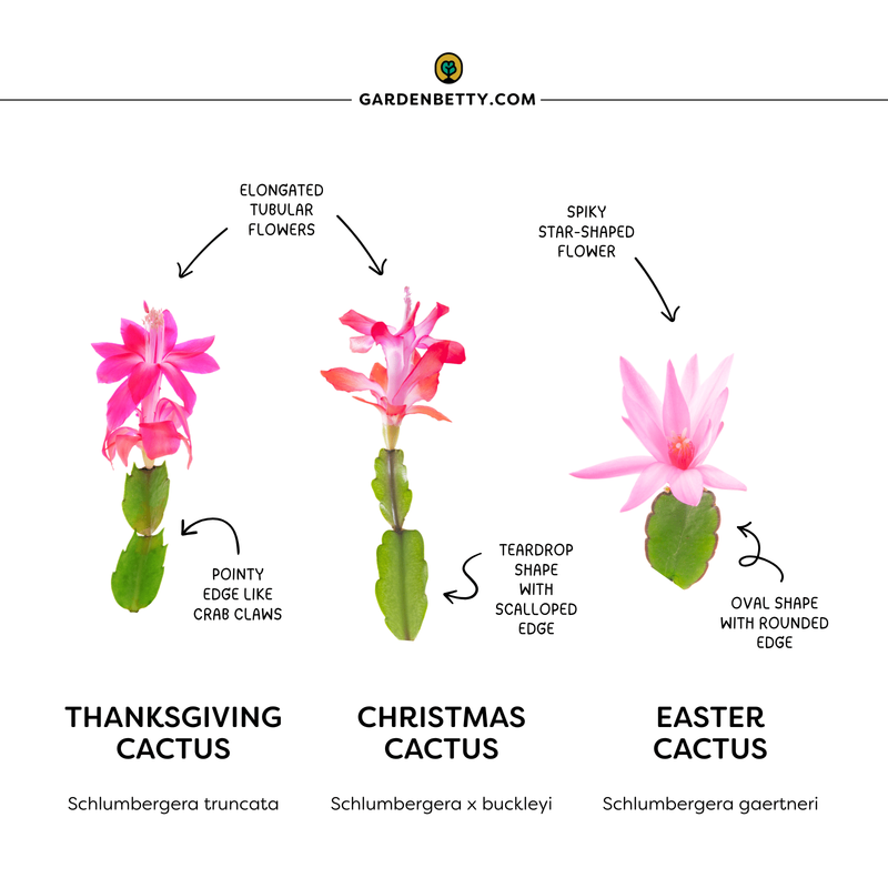 Identify the holiday cactus before choosing a bloom date Identify the holiday cactus before choosing a bloom date